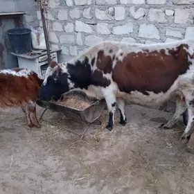 голели сыгыр