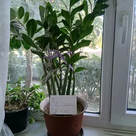 замиакулькас