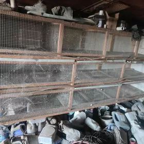 bedene ketek juyje kepder ucin