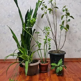 растения, gül,цветы