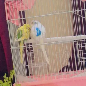 Попугайчик беленький