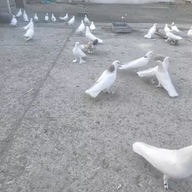 Kepderi Голуби ️