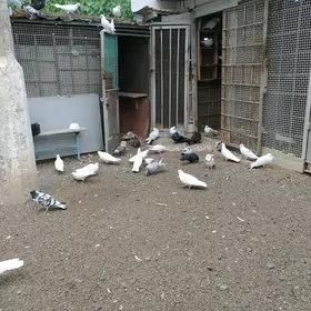 Голуби Обмен