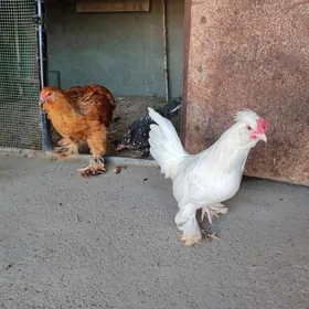 7 саны япончик 5 саны бравма