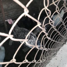 Induk .towuk juyje horaz