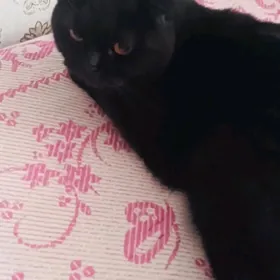 Вислоухая кошка