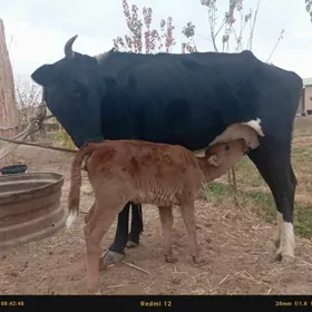 gõleli  sygyrggöleli sygyr