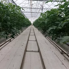 Teplisa işgär gerek