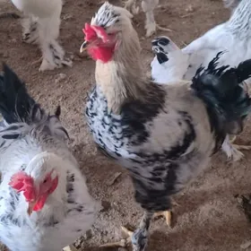 7 саны гегант хораз