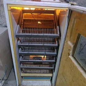 inkubator инкубатор