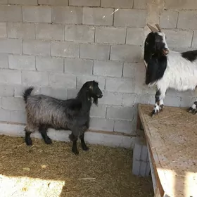 GECI ETI CEKIP BERYAN HALAL