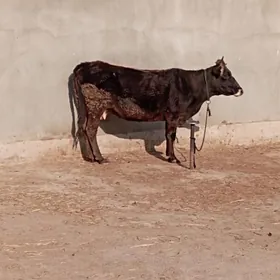 2 guzlan gysyr Sygyr