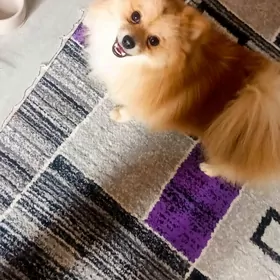 померанский шпиц мальчик