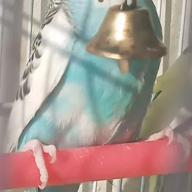 попугай popugay