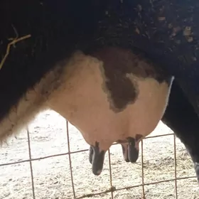 çorny pyostra saglyklar