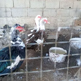 indautga sessiz ordek