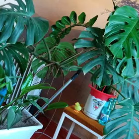 Комнатные растения