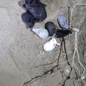 Маленькие кролики 