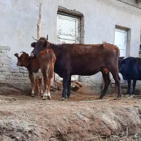 IRI DAYOW SÜÝDLEK GÖLELI SYGYR