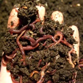 Biogumus Kaliforniýa gurçugy