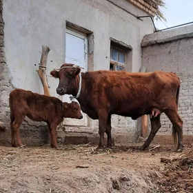 ÝAŞAJYK GÖLELI SYGYR YUWASJA.