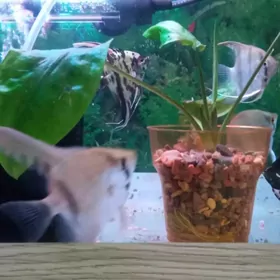 сколярий вуалевые