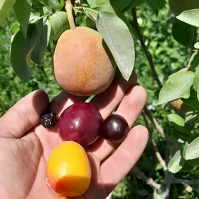 miweli baglar guller