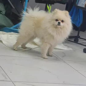 померанский шпиц мишка