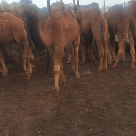 Bakylan Ogsuklar we Duyeler