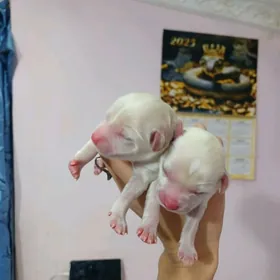 щенок мальтипу