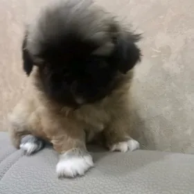 ПЕКИНЕС МАЛЬЧИК