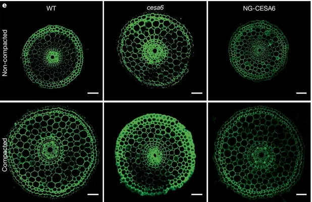 Alymlar tüwiniň dykyz topragy “burawlamak” mehanizmini ulanýandygyny anyklady