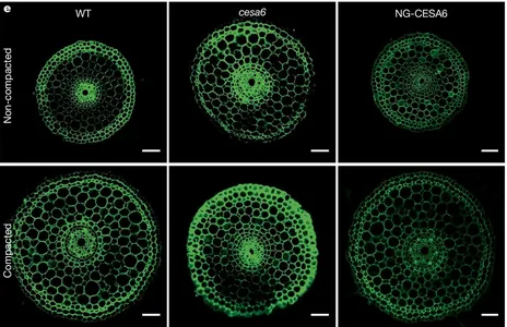 Alymlar tüwiniň dykyz topragy “burawlamak” mehanizmini ulanýandygyny anyklady