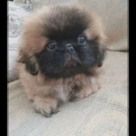 ПЕКИНЕС ЩЕНОК