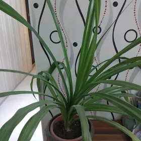 Комнатное растение