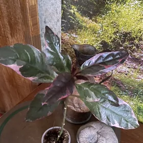 цветы для дома