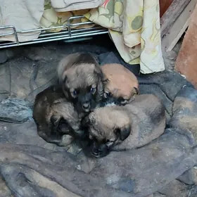 Щенки в добрые руки