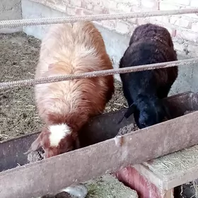 Goýunlar Gissar 2 sanak gurat