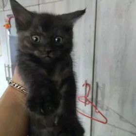 котенок метис