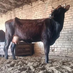 arginal burlat goleli sygyr