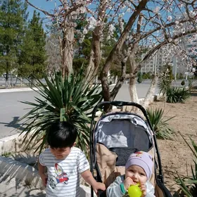 biz masgala kv gerek