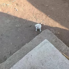 hakyky balkanski oğlan gujik