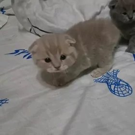 вислоухий котенок pişik