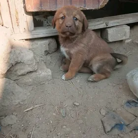 hakyky balkanski gyz gujk