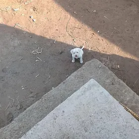 hakyky balkanski oğlan gujik