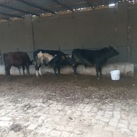 semiz ökizler meydan ökizler