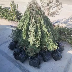 Tuya Yolka Kompakt Zabornik Ёл