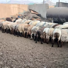 токлы гойун