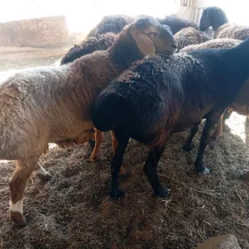 gisar goyunlar goclar