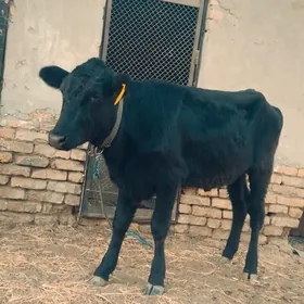 Чорни пйостр унажин